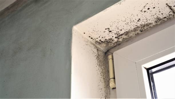 Best Industrial Mold Remediation  in Groton, SD