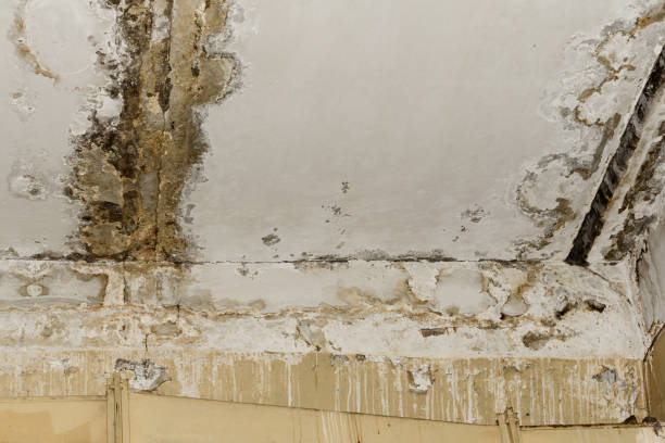 Best Commercial Mold Inspection  in Groton, SD