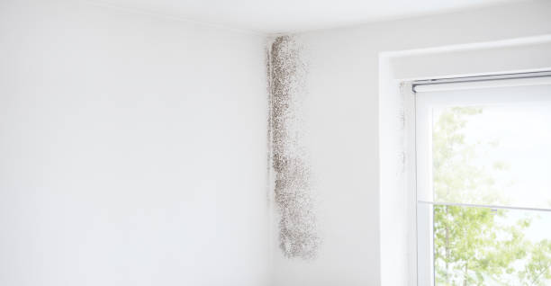 Professional Mold Removal in Groton, SD