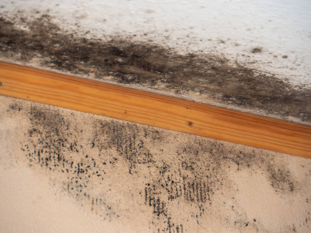 Best Mold Damage Restoration  in Groton, SD