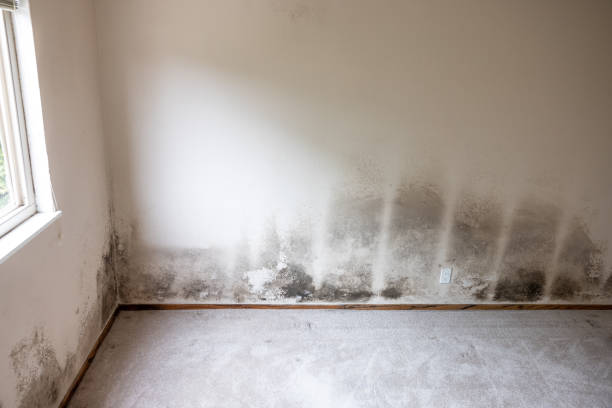 Best Asbestos and Lead Testing During Mold Inspection  in Groton, SD